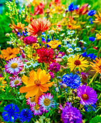 Flower Power