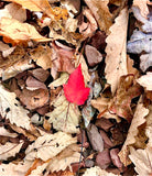 The Red Leaf