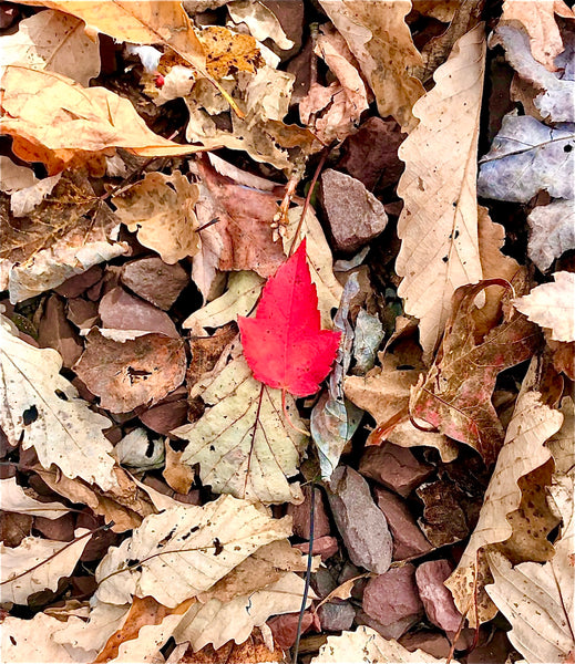 The Red Leaf