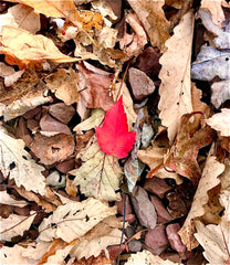 The Red Leaf