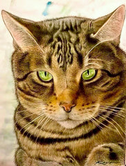 The Pussy Cat