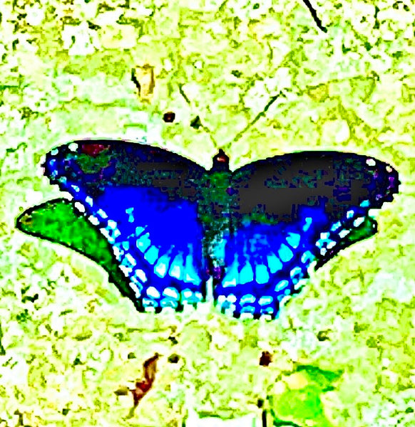 Butterflies are Free
