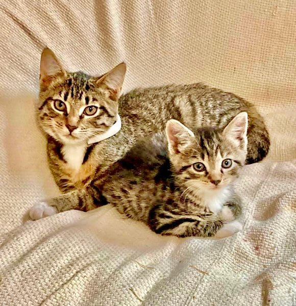 Kitten Cousins