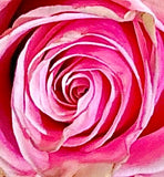 Big Pink Rose (2)