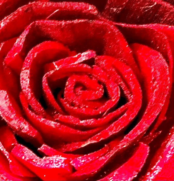 Big Red Rose