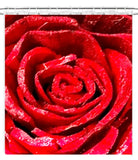 Big Red Rose