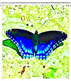 Butterflies are Free