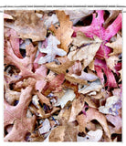 The Autumn Leaves 2