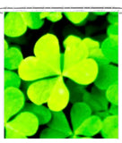 Shamrock